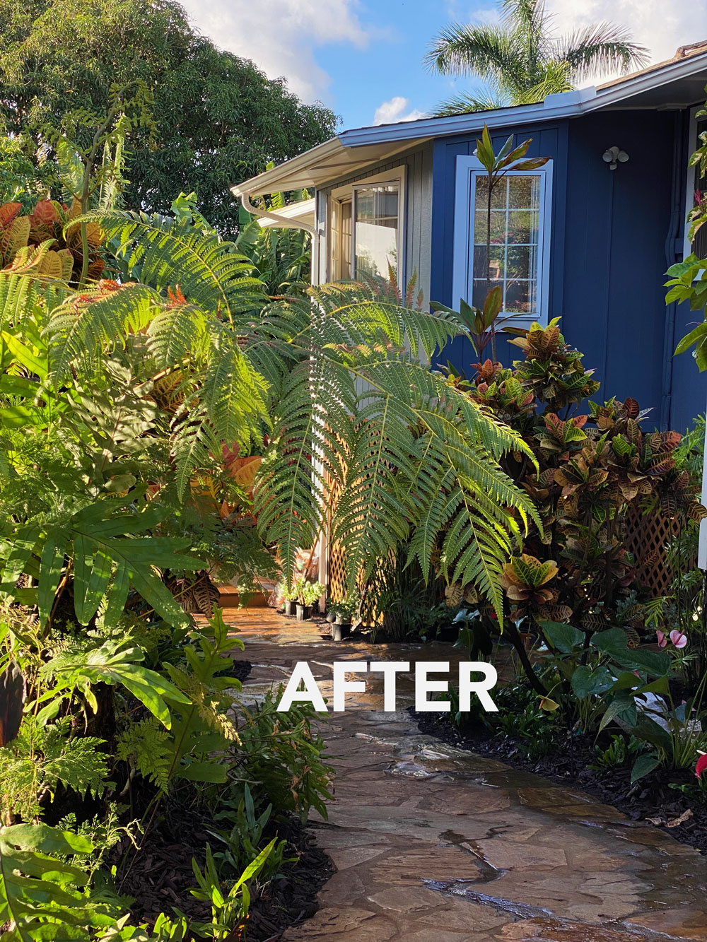 After the installation of lush tropical plants at estate home on located on oahu's east shore 