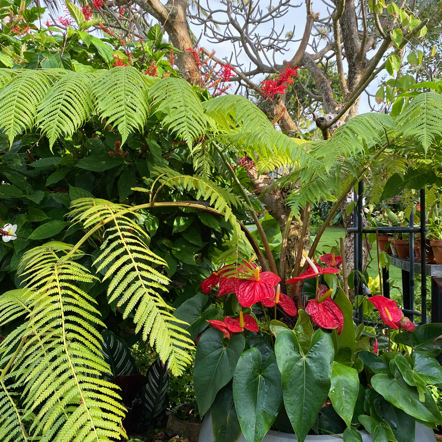 tropical Anthuriums planted under hawaiian native ferns