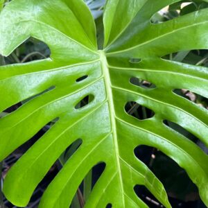 Monstera for sale at Lush Palm Landscapes