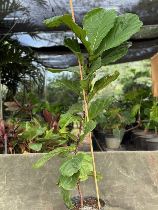 fiddle leaf fig ficus for sale by lush palm landscapes
