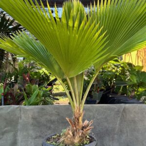 Loulu palm native to hawaii
