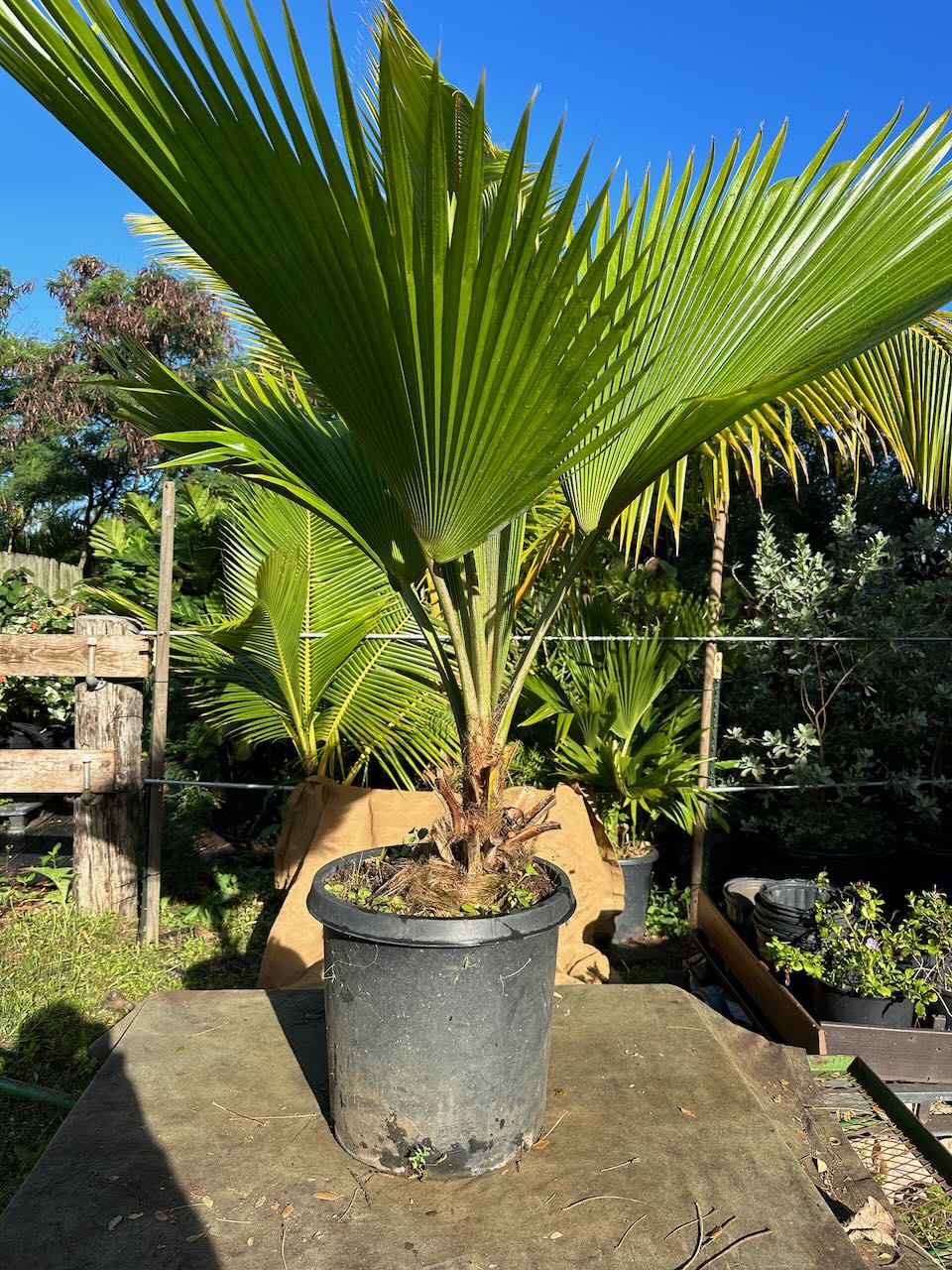 Loulu Palm (Native) | Lush Palm Landscapes