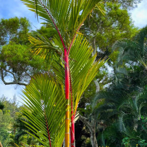 beautiful red wax palm